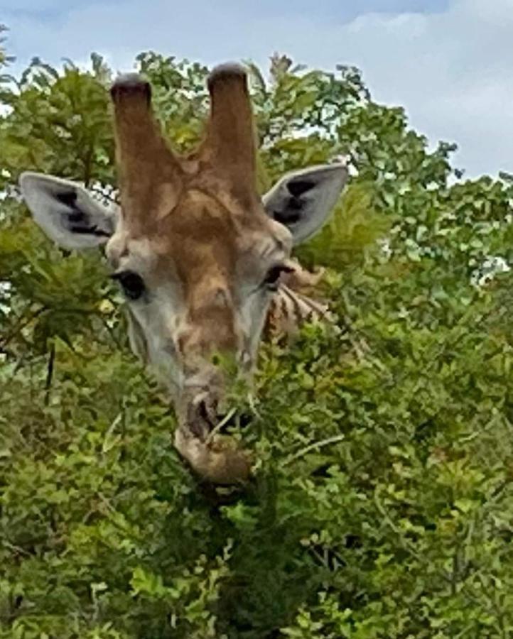 Overnight Stop Before Kruger National Park Phalaborwa Zewnętrze zdjęcie