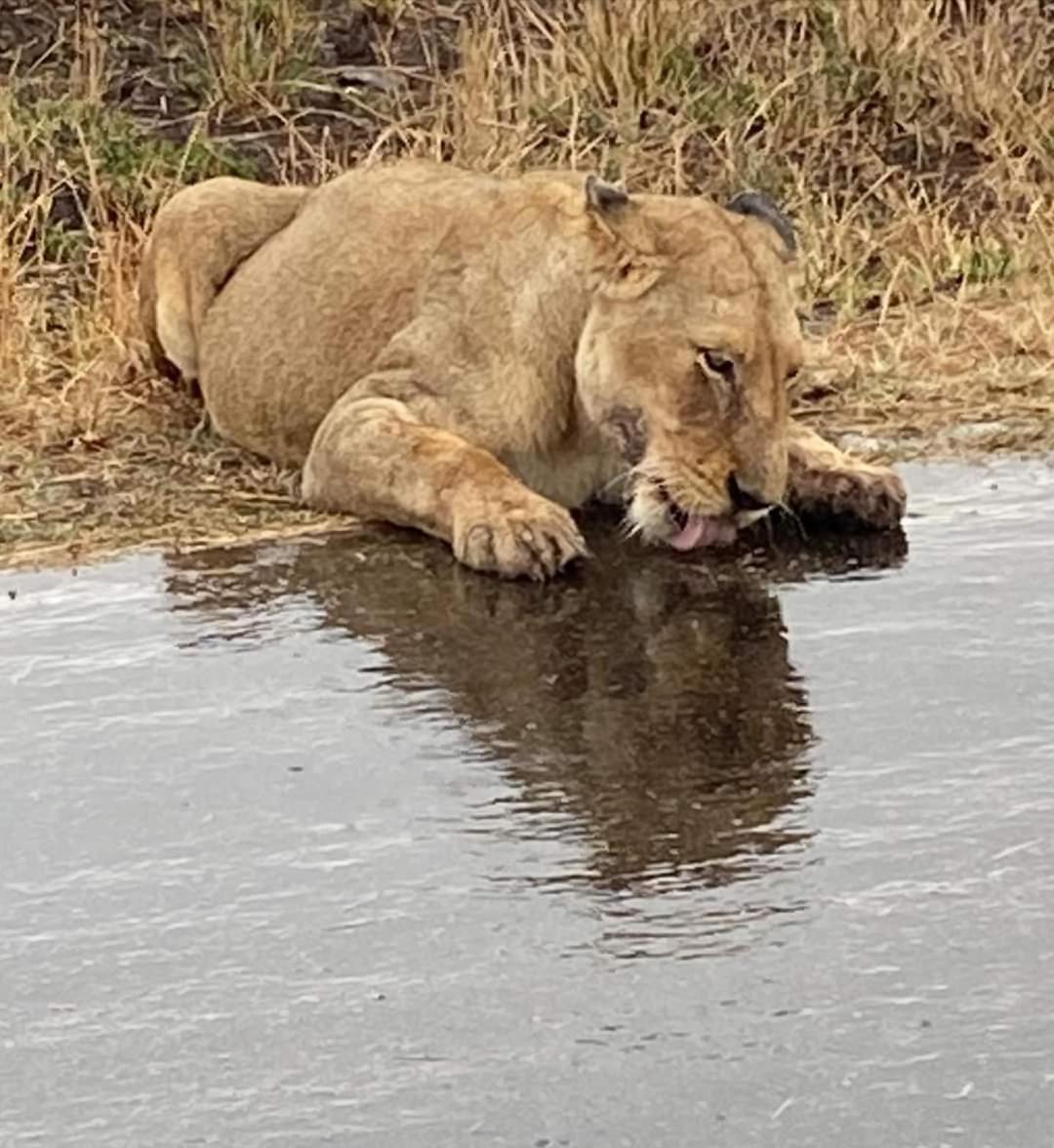 Overnight Stop Before Kruger National Park Phalaborwa Zewnętrze zdjęcie